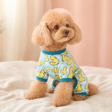 Toy poodle in duck pajamas