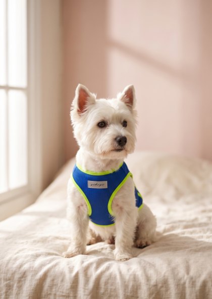 Westie in a blue mesh tank