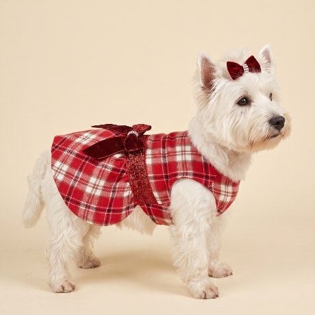 Westie in the plaid velvet-bow dress