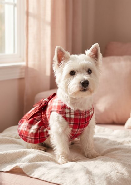 yikeyo-editorial-plaid-window